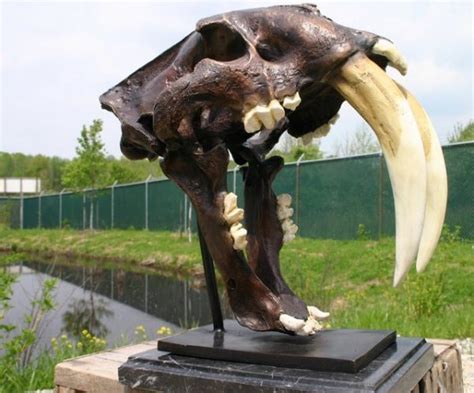 Saber Tooth Tiger Skull Fossil Casting TK-58484