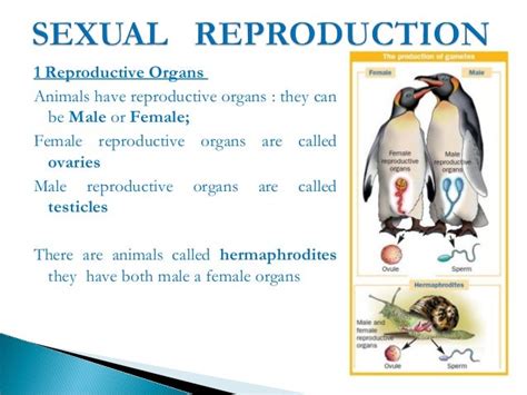 CLIL: Reproduction in Plants and Animals