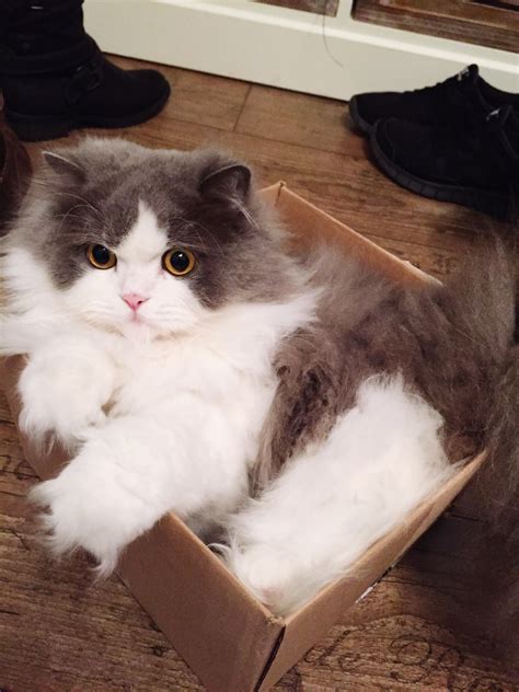 Cats in Small Spaces: Why Cats Love Cardboard Boxes so Much