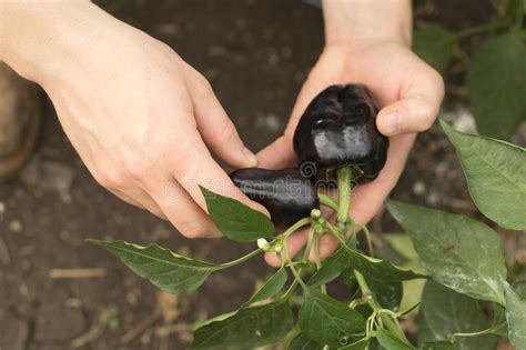 Harvesting Bell Pepper. Fruits of Black Color in Hands. Organic Vegetable Production Stock Photo ...