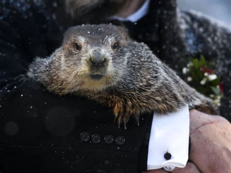 At Virtual Groundhog Day Ceremony, Punxsutawney Phil Predicts 6 More ...