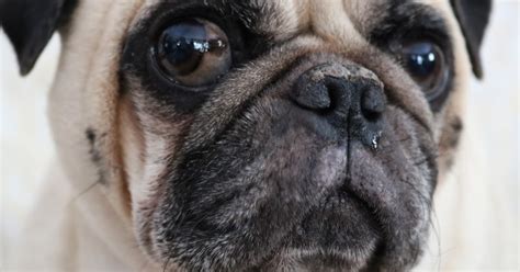 A Pugs Life: Common Pug Health Problems