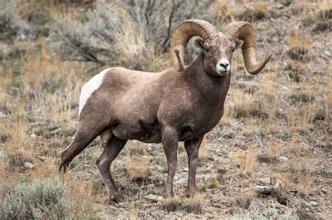 Bighorn Sheep Free Stock Photo - Public Domain Pictures