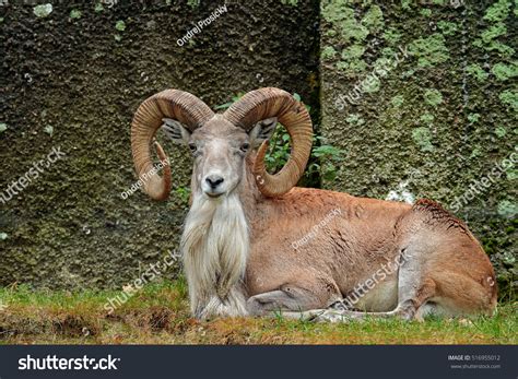 9 Ladakh urial Images, Stock Photos & Vectors | Shutterstock