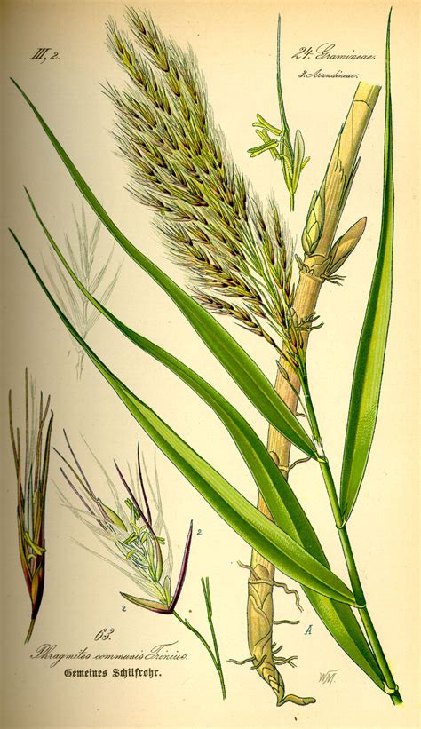 File:Illustration Phragmites australis0.jpg - Wikimedia Commons