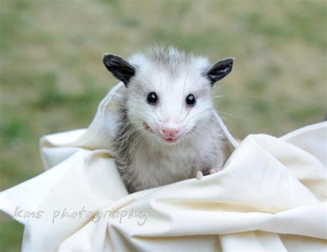 Baby Possum