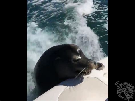 Remarkable Video Shows Tourist Hand Feeding Docile Wild Sea Lion | Media Drum World