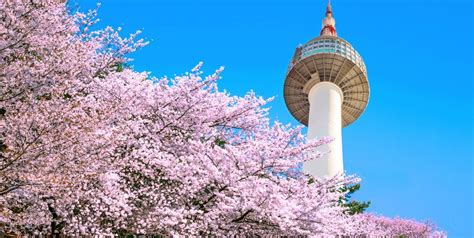 Cherry Blossoms of Korea: Guide and Forecast - HotelsCombined Cherry Blossoms of Korea: Guide ...