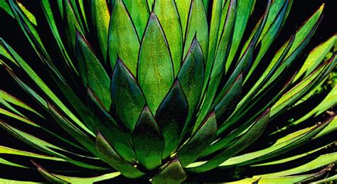 4‌ ‌Common‌ ‌Types‌ ‌of‌ ‌Agave‌ ‌Plant‌ ‌to‌ ‌Grow‌ ‌in‌ ‌Your‌ ‌Garden.‌