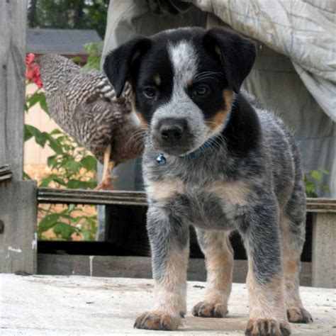 Photos of Blue Heeler Puppies: 10 Cutest Images – Dogster