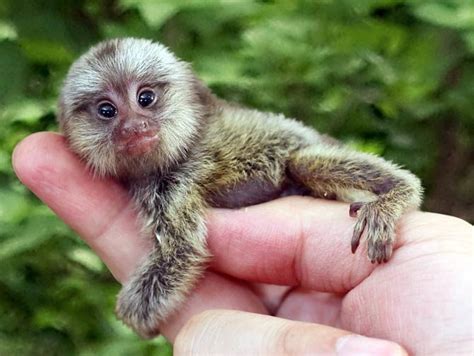 pygmy marmoset -Pet | Baby | Facts | Diet | Lifespan | Habitat - Primates Park