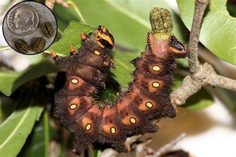 imperial moth - Eacles imperialis imperialis (Drury, 1773)