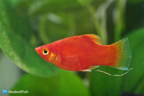 Platy Fish: Aquarist's Care Guide