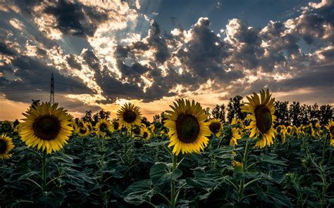 wallpaper sunflower, field, flower, sunset HD : Widescreen : High ...