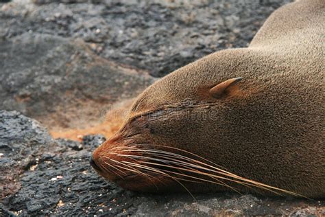 Fur Sea Lion on a Beach stock photo. Image of brown, captive - 27684116