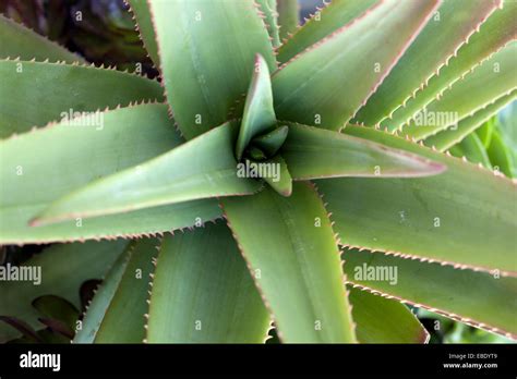 Cactus plant, Aloe Vera Stock Photo - Alamy