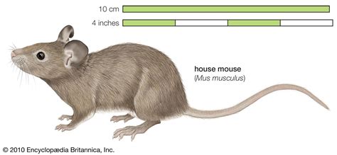 House mouse | Behavior, Habitat & Diet | Britannica