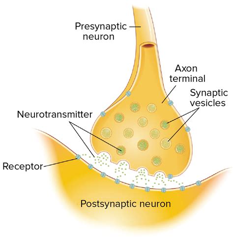 axon terminal diagram - NaelaZeineb