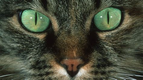 Cats' dazzling eye colors may come from 1 unusual ancestor | Live Science