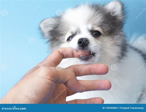 Closeup Puppy Pomeranian Dog Bite on Finger for Kidding, Selective Focus Stock Image - Image of ...