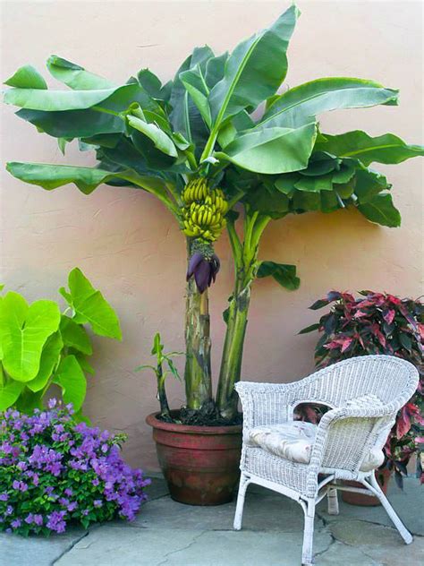 How to Grow Banana Trees | Growing Banana Trees in Pots