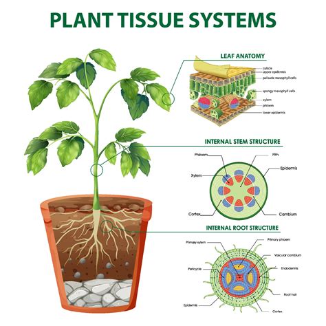 Diagram showing Plant Tissue Systems 1993052 Vector Art at Vecteezy