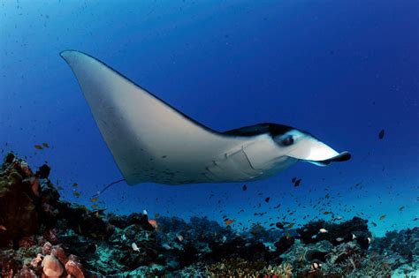 Reef manta rays may promote the growth of coral reefs in Seychelles - Save Our Seas Foundation