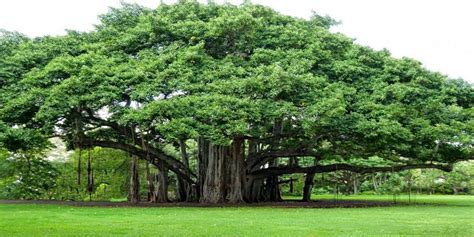 Know About the Spiritual Significance of Peepal Tree- khoobsurati