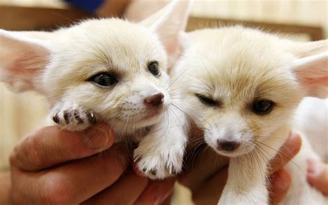 Fennec Foxes as Pets: Are They Right for You? - PetHelpful