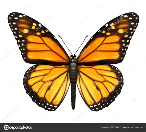 Monarch Butterfly Open Wings Top View Flying Migratory Insect Butterflies — Stock Photo ...