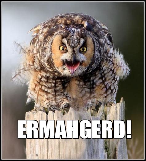 Funny owl Memes