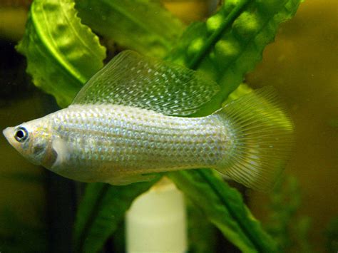 Breeding and Rearing Live-bearing Species of Fish