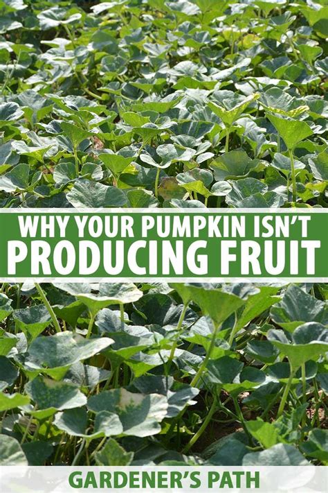 5 Reasons Why Your Pumpkin Isn’t Producing Fruit | Gardener’s Path | Planting pumpkins, Planting ...