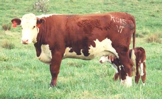 Beef Cattle Breeds | APSC | Virginia Tech