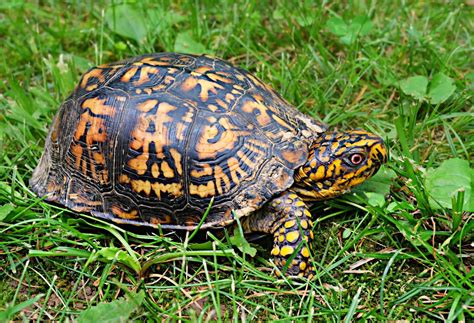 Eastern Box Turtle – Care Tips and Facts - Box Turtle Site