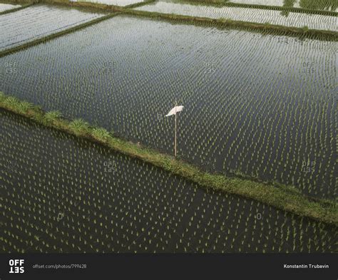 Aerial view of rice fields stock photo - OFFSET