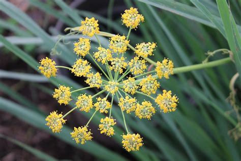 How to Grow Fennel Plant in Your Garden - Garden and Happy