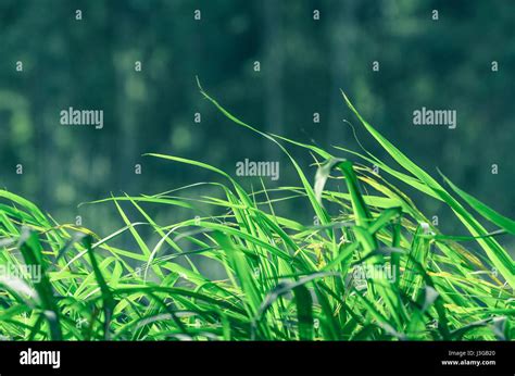 Nature background: Green grass background moving to the side with the wind Stock Photo - Alamy