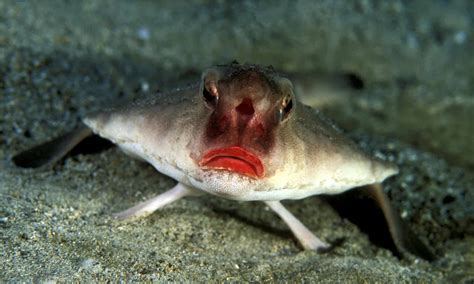 Batfish Pictures - AZ Animals