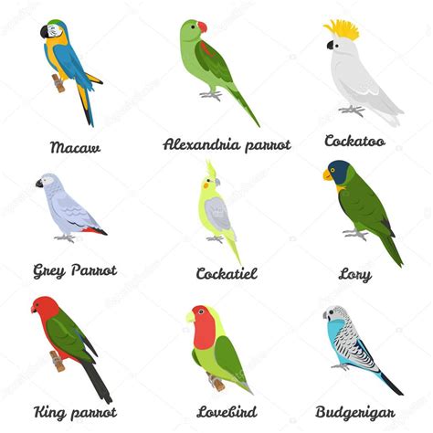 Images: parrot and names | Set of color flat parrots icons with their names — Stock Vector ...