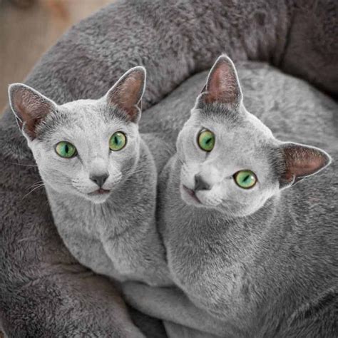 Meet Two Russian Blue Cats With The Most Mesmerizing Eyes - We Love Cats and Kittens