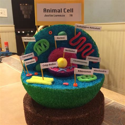 Animal Cell Project Ideas Middle School | Examples and Forms