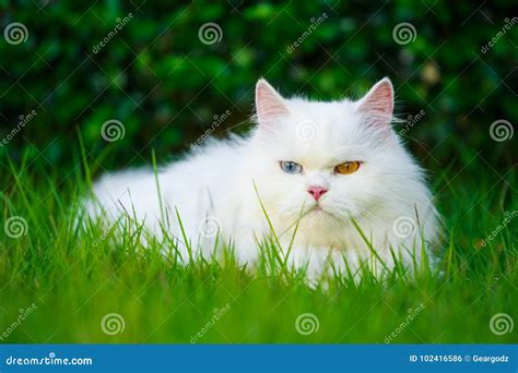 White Persian Cat with 2 Different-colored Eyes Heterocromatic Stock ...