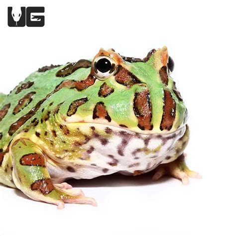 Green Pacman Frogs For Sale - Underground Reptiles