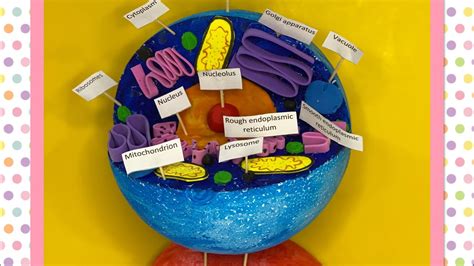 Plant Cell Model Styrofoam Ball