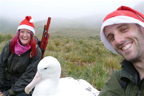 Remember The Razorbill: Wandering Albatross Breeding Season