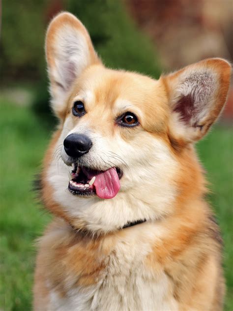 Corgi Temperament - Corgi Guide