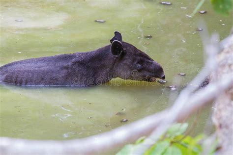 Baird s tapir stock photo. Image of mammal, adult, bairdii - 31211024