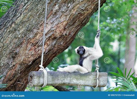 Brown Gibbon Sitting on Swing Stock Image - Image of gibbon, outdoors: 59075725