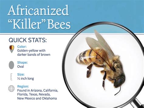 Africanized Killer Bees: Information About African Bees